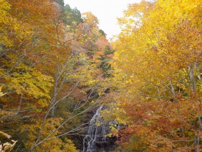 天元台の紅葉から滝がチラ見え