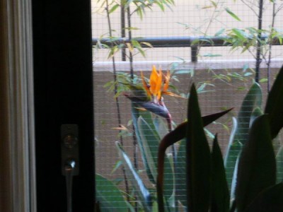 mejiro.JPG (39.13 KiB) 閲覧された回数 12434 回 mejiro.JPG