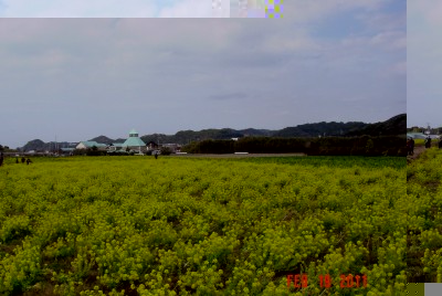 枇杷倶楽部の菜の花