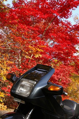Ｒ２５４、集合場所のちょっと手前の紅葉。