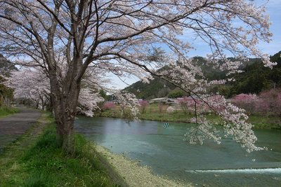 平成こぶし街道の桜