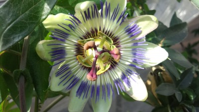 IMG_トケイソウ.jpg (233.2 KiB) 閲覧された回数 23933 回 トケイソウ