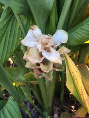 1129ウコンの花.JPG (123.21 KiB) 閲覧された回数 24907 回 1129ウコンの花.JPG