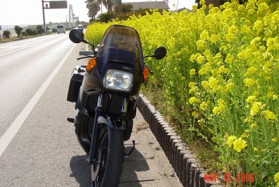 菜の花満開のR128「和田浦サニービーチ」
<br />付近