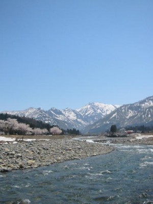 湯沢付近は桜が満開でした