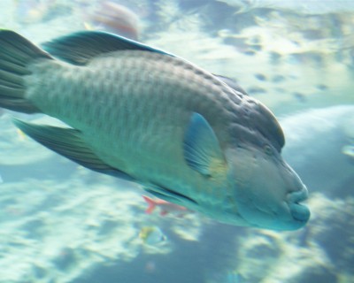 渡嘉敷海の中２