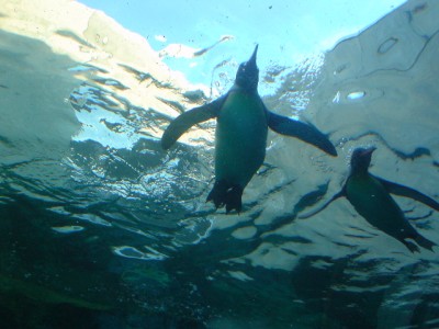 旭山動物園のペンギン