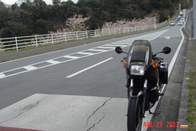 三島湖早咲き桜